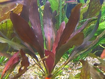 水草 Echinodorus sp. Teles Pires 水草 Echinodorus sp. Teles Pires 水草 Echinodorus sp. Teles